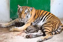 Động vật trong vườn thú khó sinh sản