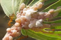 Quy trình phòng trừ tổng hợp rệp sáp bột hồng hại sắn