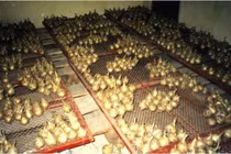 Thực phẩm chiếu xạ mà không nhiễm xạ