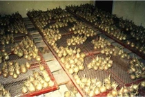 Thực phẩm chiếu xạ mà không nhiễm xạ