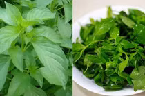 Phân biệt lá é và húng quế