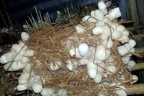 Trồng nấm quý trên phế thải