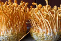 Cú lừa “đánh cắp khái niệm” đông trùng hạ thảo – kỳ cuối: Cần công bố rõ thành phần