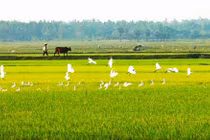 Thương nhớ đồng quê?