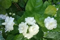 Hoa nhài chữa mất ngủ, đau mắt