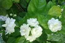 Hoa nhài chữa mất ngủ, đau mắt