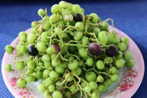 Khám phá thú vị trái giác, “lộc trời cho” rừng U Minh Hạ