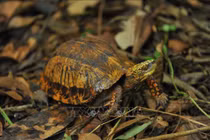 Phát hiện rùa quý hiếm, cấm nhân nuôi