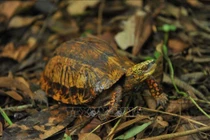 Phát hiện rùa quý hiếm, cấm nhân nuôi