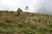 Ninh Bình “vô tư” để doanh nghiệp sử dụng hàng nghìn hecta đất miễn phí