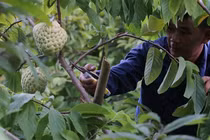 Trung Quốc tạm ngừng nhập khẩu xoài Cao Lãnh