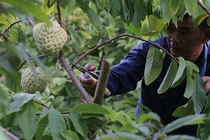 Trung Quốc tạm ngừng nhập khẩu xoài Cao Lãnh