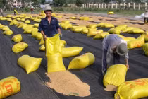 Việt Nam hoàn toàn có thể xuất khẩu 6,7 triệu tấn gạo