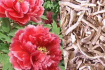 Rễ mẫu đơn chấn kinh, giảm đau xương khớp