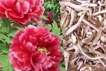 Rễ mẫu đơn chấn kinh, giảm đau xương khớp