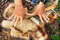 Chặt 'nhầm' cây lâu năm ở rừng phòng hộ di sản Mỹ Sơn đem... bán