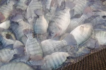 Văcxin Han-Streptila phòng bệnh S. Agalactiae trên cá rô phi 