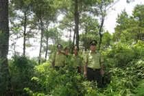 Giám sát quản lý rừng bằng mạng không dây