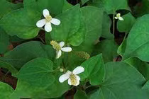 Diếp cá trị sỏi mật