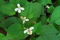 Diếp cá trị sỏi mật