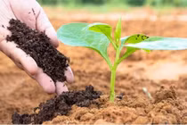 Phân hữu cơ vi sinh từ phân gia súc