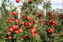 Việt Nam không trồng được táo đỏ