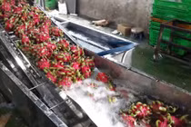 Máy rửa thanh long tiết kiệm gần 50% điện