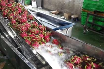 Máy rửa thanh long tiết kiệm gần 50% điện
