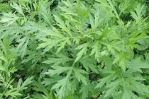 Ngải cứu chữa dị ứng ngoài da