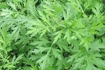 Ngải cứu chữa dị ứng ngoài da