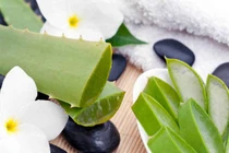 Công dụng làm đẹp và chống viêm kỳ diệu của lô hội