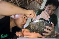 Trung tâm cứu hộ nhiều Tê tê nhất thế giới đặt tại Ninh Bình