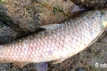 Hà Tĩnh: Cá chết hàng loạt tại mương nước chảy qua Nhà máy rác Phú Hà