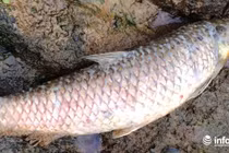 Hà Tĩnh: Cá chết hàng loạt tại mương nước chảy qua Nhà máy rác Phú Hà