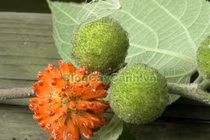 Cây dướng trị đau nhức xương khớp