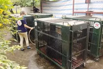 Số lượng gấu nuôi nhốt hiện nay