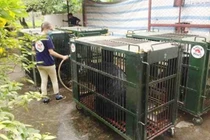 Số lượng gấu nuôi nhốt hiện nay