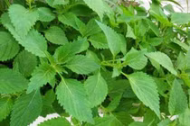 Đau dạ dày không ăn kinh giới