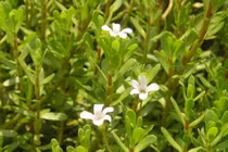 Biển súc trị bệnh đường tiểu