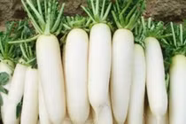 Củ cải trắng trị tức ngực do khói than