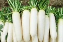 Củ cải trắng trị tức ngực do khói than