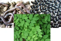 Những bài thuốc quý từ giun đất chữa tai biến mạch máu não