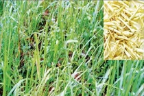 Rễ cỏ tranh trị ho ra máu