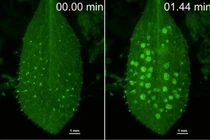 Thực vật kích hoạt hệ thống miễn dịch chống lại các mầm bệnh nguy hiểm trong mưa