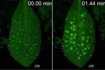 Thực vật kích hoạt hệ thống miễn dịch chống lại các mầm bệnh nguy hiểm trong mưa