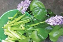 Chọn bèo tây không nhiễm kim loại nặng