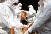 Dịch cúm gia cầm lây lan nhanh, châu Âu và châu Á báo động