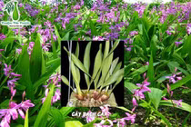 Bạch cập chữa chảy máu dạ dày