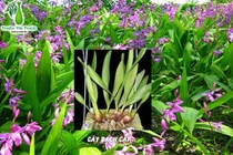 Bạch cập chữa chảy máu dạ dày