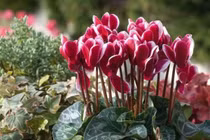 Màu hoa khác nhau tùy thuộc thời tiết